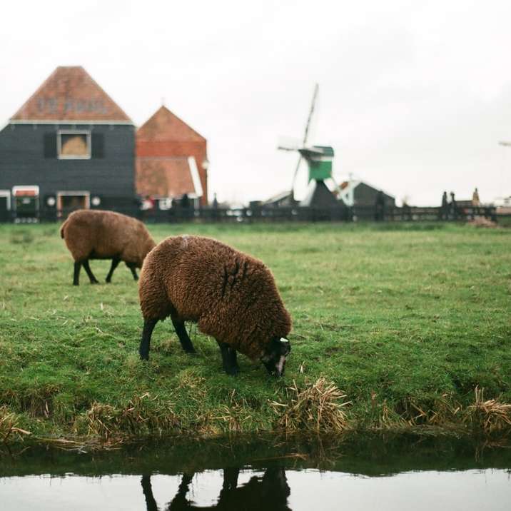 brązowe owce na zielonym polu trawy w ciągu dnia puzzle online