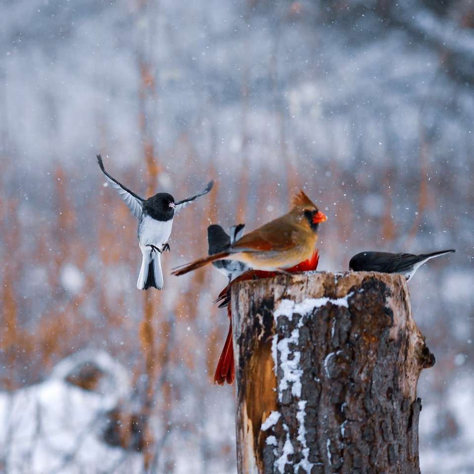uccello marrone e nero sul ramo di un albero marrone durante il giorno puzzle scorrevole online