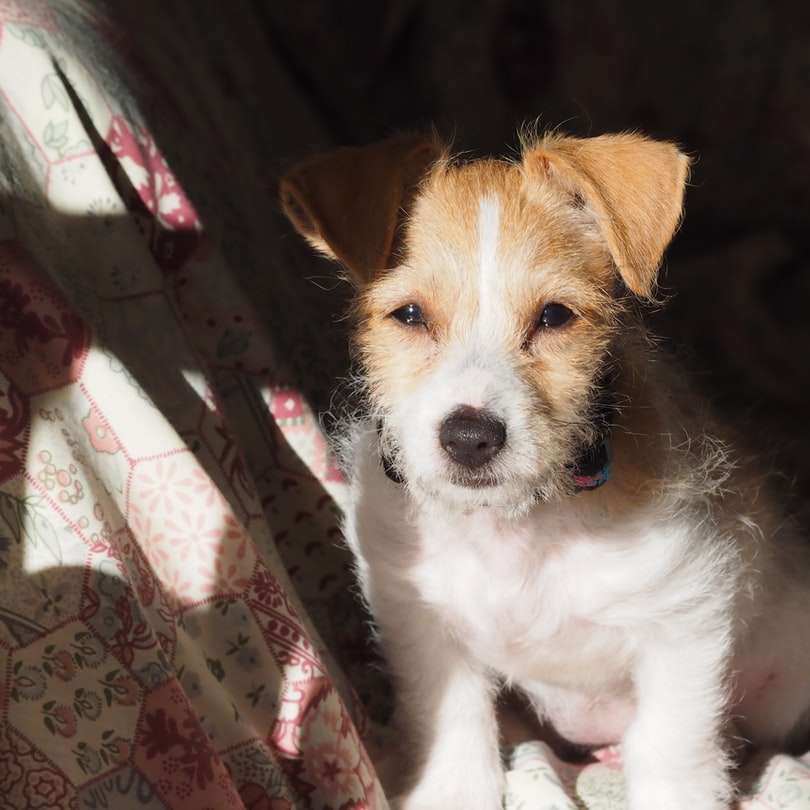 biało-brązowy pies o krótkiej sierści na brązowo-białej tkaninie puzzle online