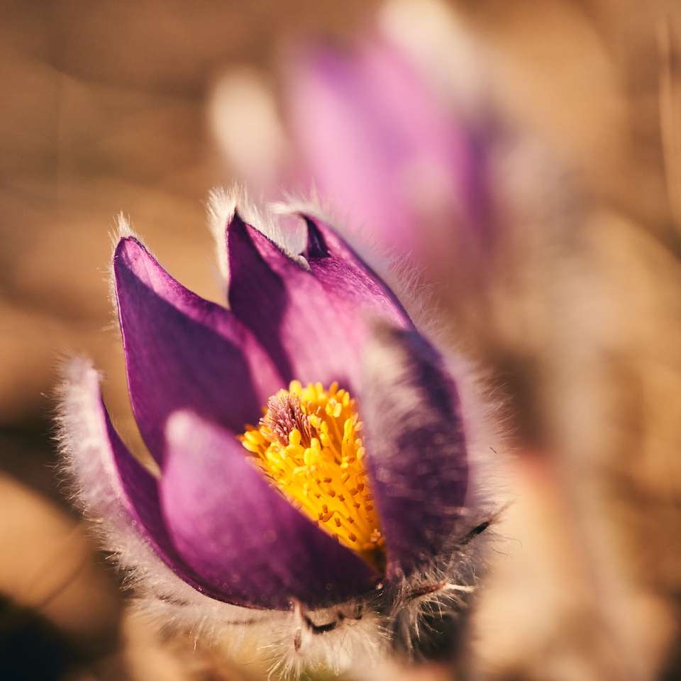 фиолетовый и желтый цветок в объективе с наклоном и сдвигом онлайн-пазл