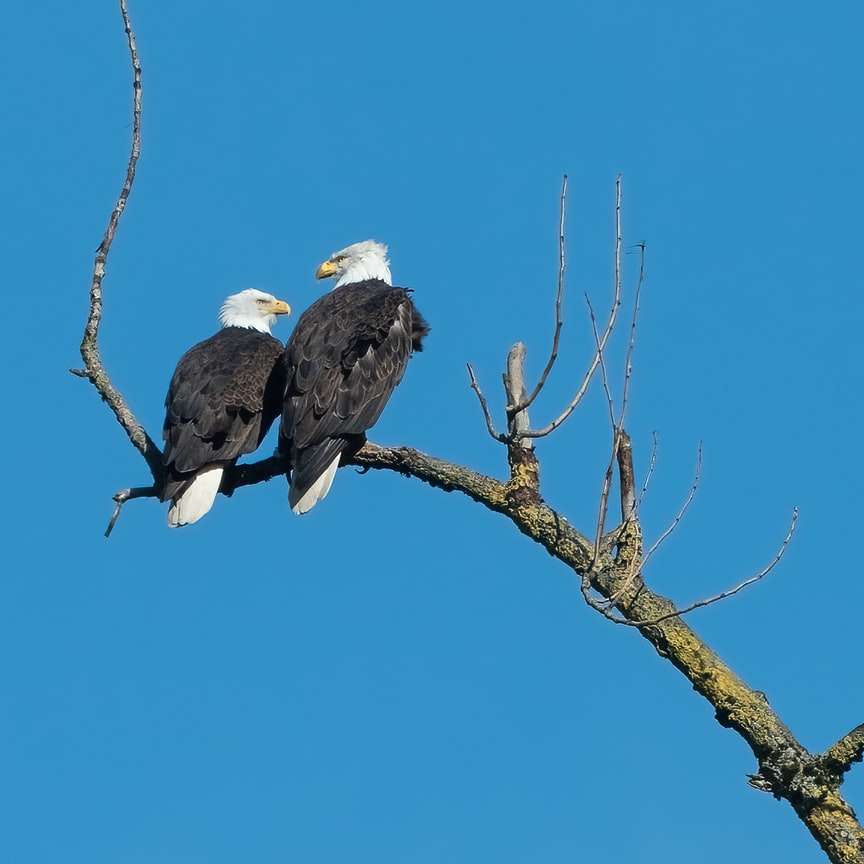 чорно-білий орел на коричневій гілці дерева в денний час розсувний пазл онлайн