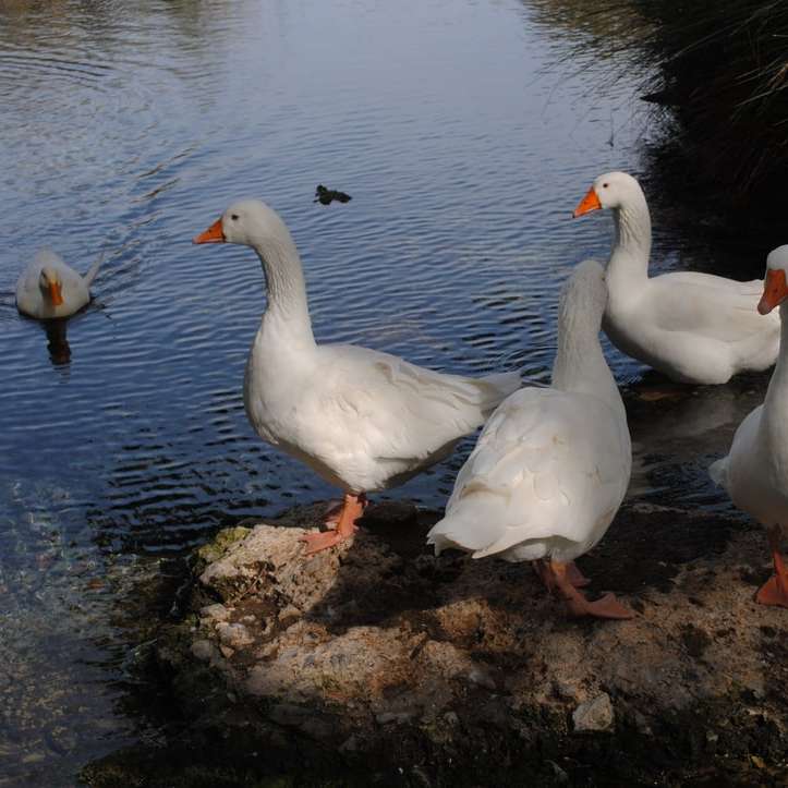 bílá labuť na hnědé půdě poblíž vodní plochy během dne online puzzle