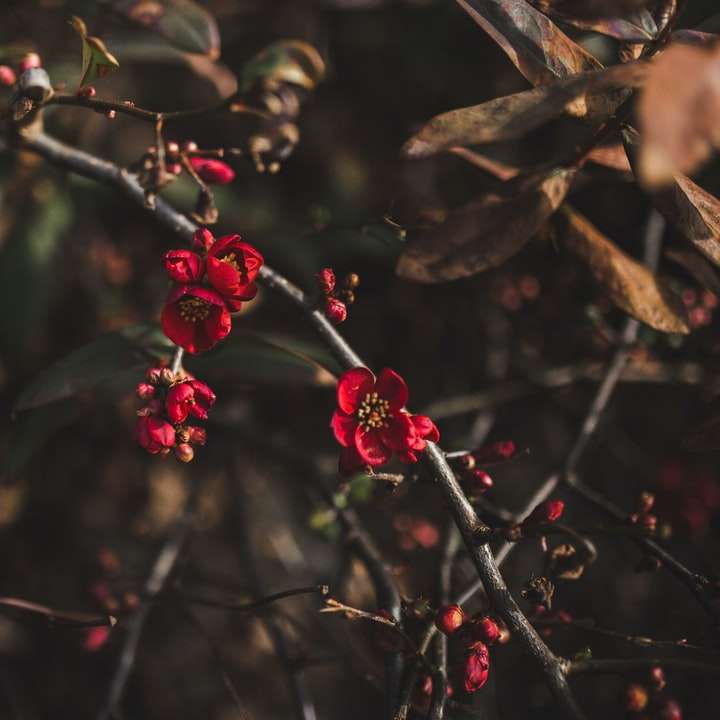 červený květ v sklopném posunovacím objektivu online puzzle