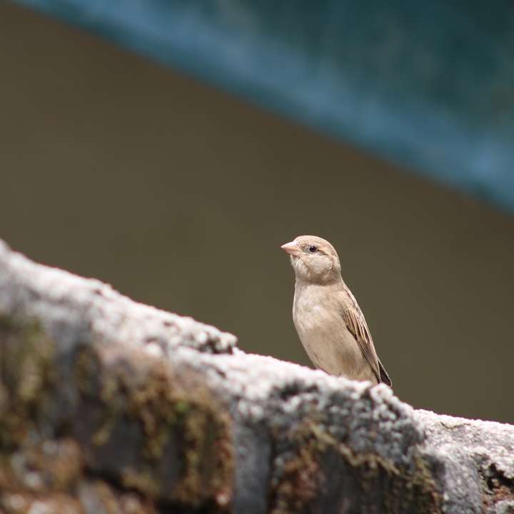 brun fågel på grå sten glidande pussel online