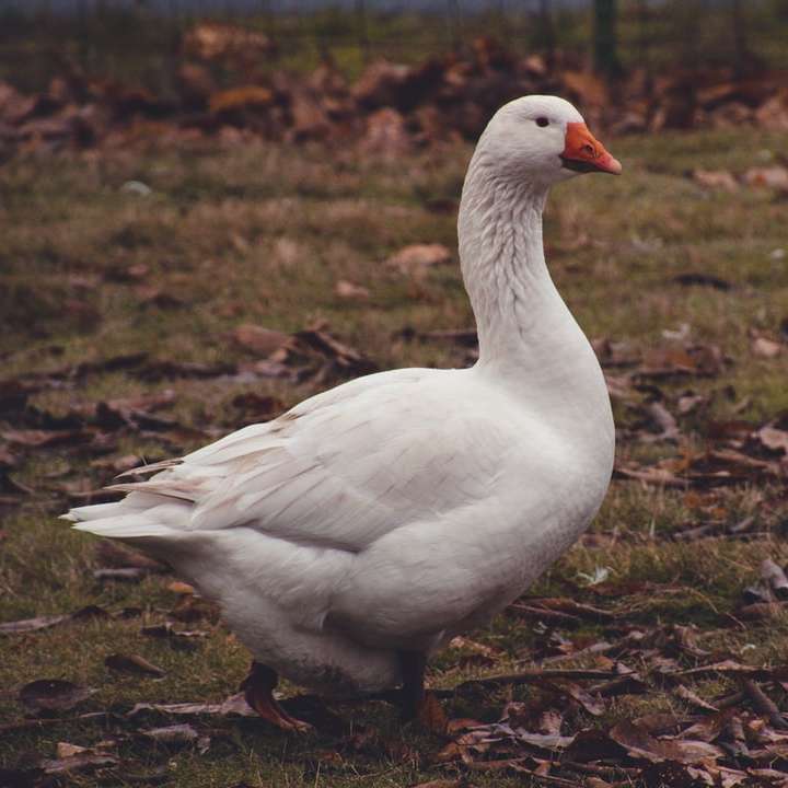 pato branco em campo de grama marrom durante o dia puzzle deslizante online