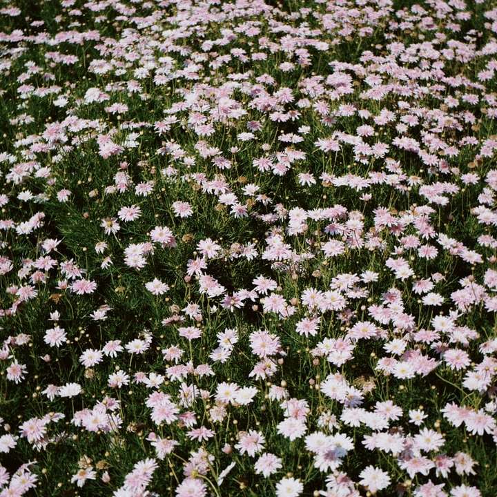 μοβ και λευκό λουλούδι πεδίο συρόμενο παζλ online