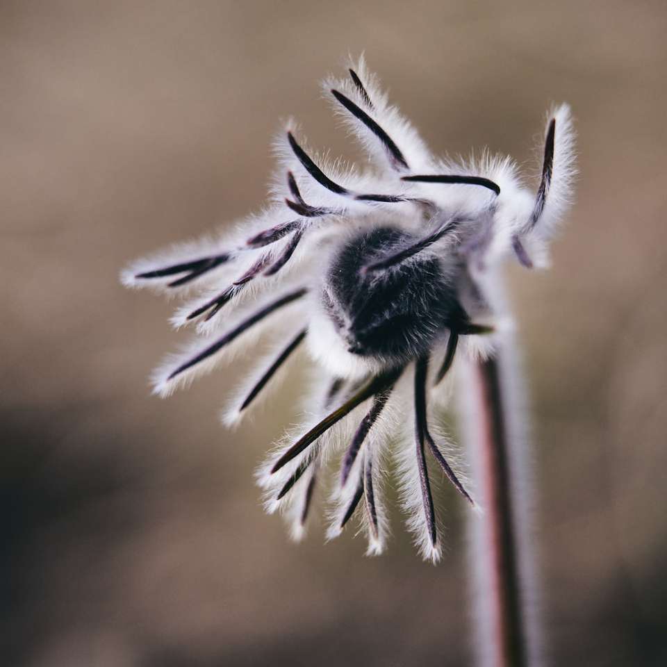 Graustufenfoto der Blume in der Blüte Online-Puzzle