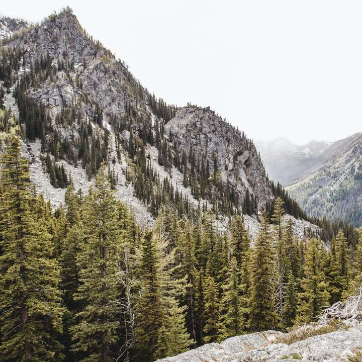 groene pijnbomen op de berg overdag schuifpuzzel online
