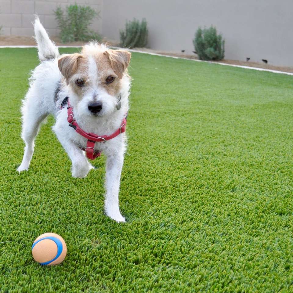 λευκό και καφέ κοντό σκυλί με κόκκινη και λευκή μπάλα online παζλ