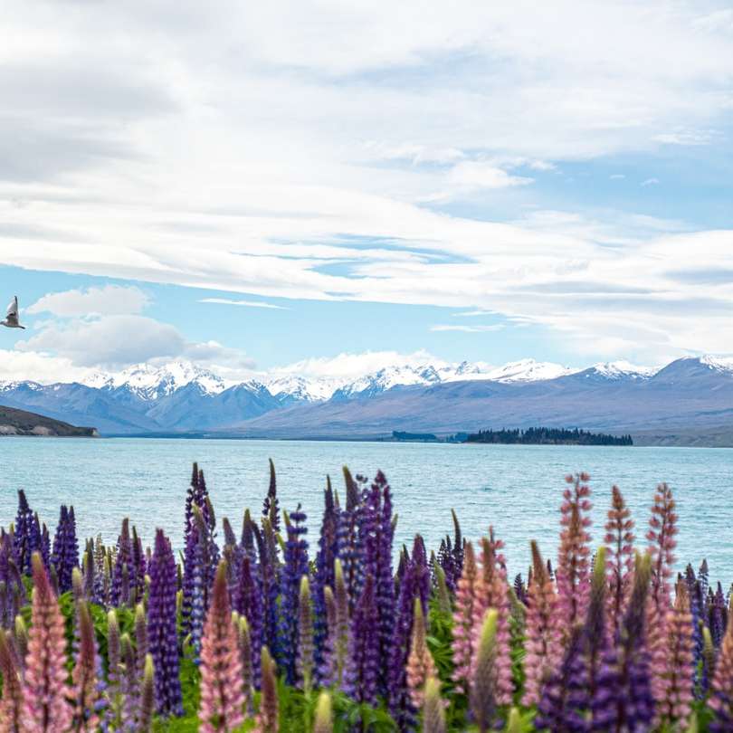 фиолетовое цветочное поле у ​​моря раздвижная головоломка онлайн