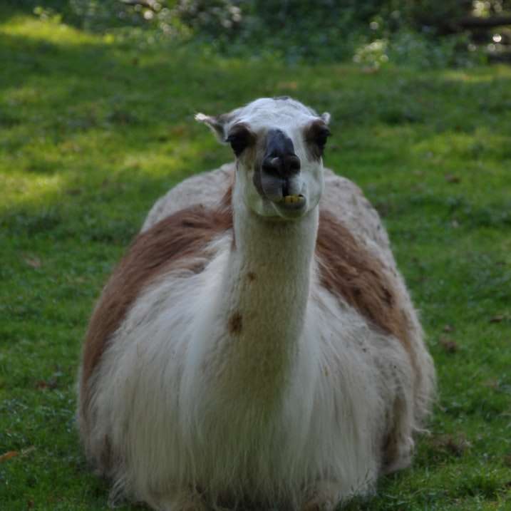biało-brązowe zwierzę z 4 nogami na zielonej trawie puzzle przesuwne online