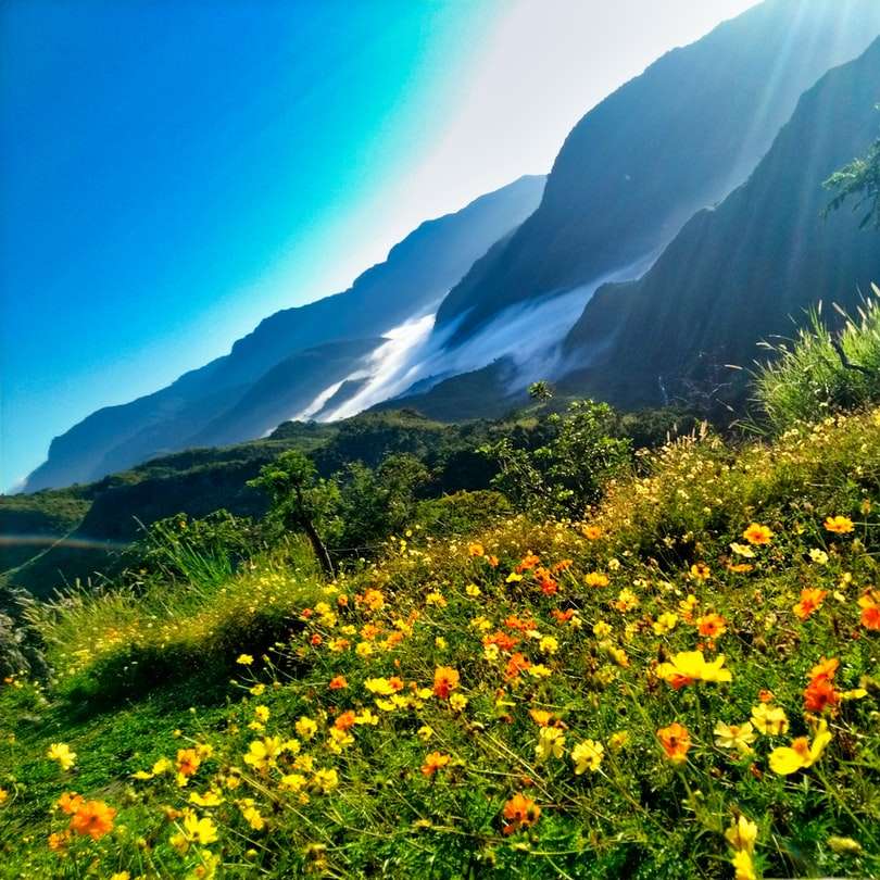 flores amarelas e vermelhas em campo de grama verde perto da montanha puzzle deslizante online