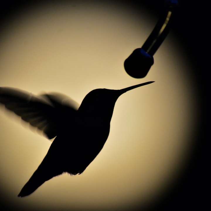 černý kolibřík létající ve vzduchu online puzzle