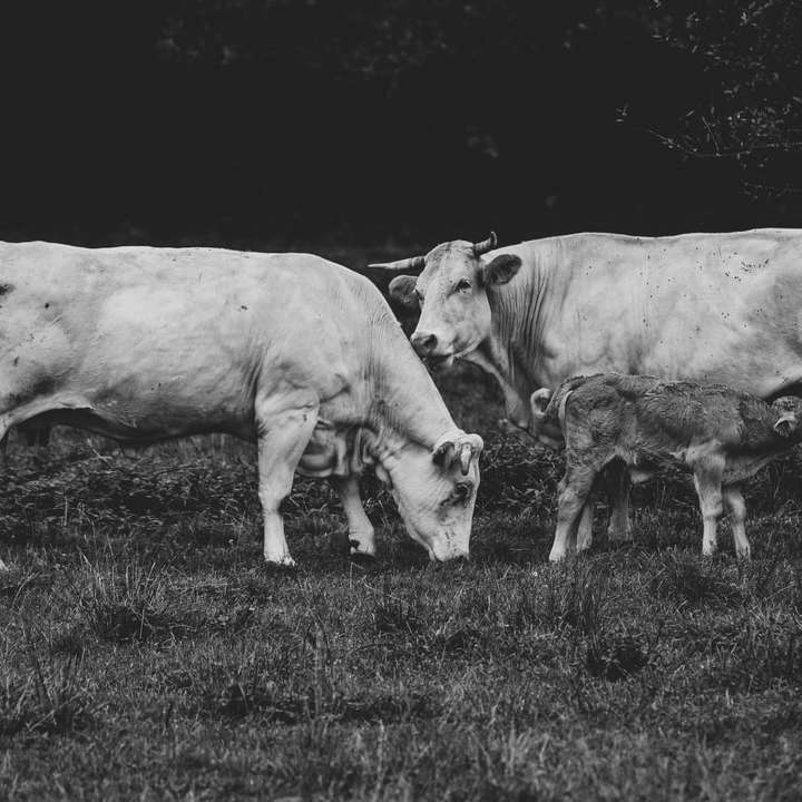 zdjęcie w skali szarości krowy na polu trawy puzzle przesuwne online