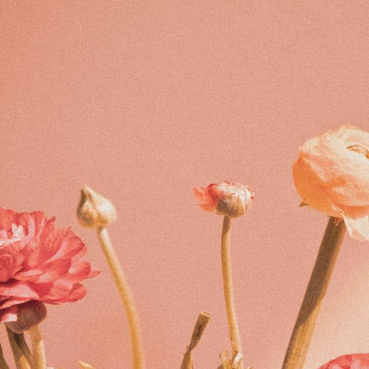 vit och rosa blomma i närbildfotografering Pussel online