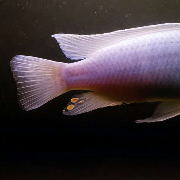 gul och vit fisk i vatten Pussel online