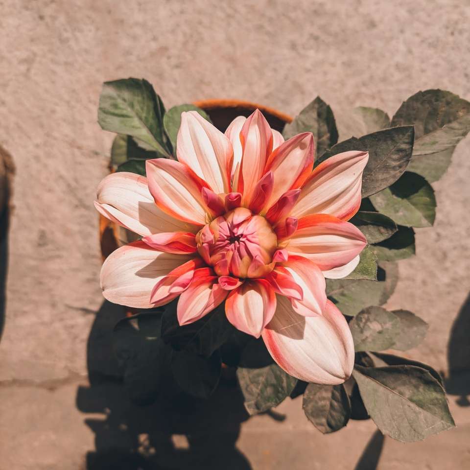 Fiore rosa e bianco sul vaso nero puzzle scorrevole online