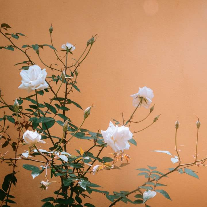 Flor branca com folhas verdes puzzle deslizante online