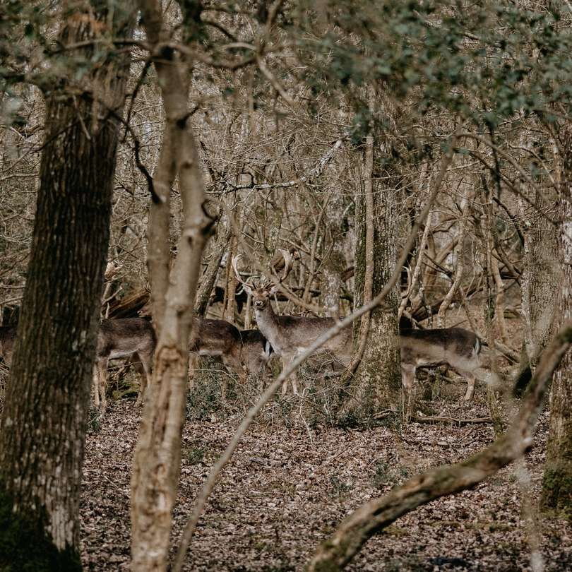 cervo marrom em solo marrom cercado por árvores puzzle online