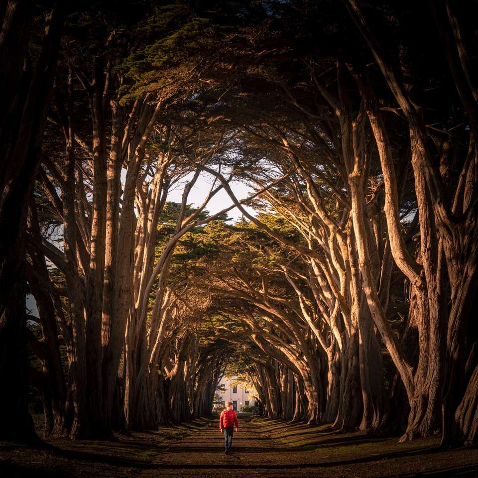 garota de jaqueta branca andando no caminho entre árvores nuas puzzle online
