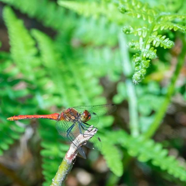 röd slända uppflugen på grönt blad i närbildfotografering glidande pussel online