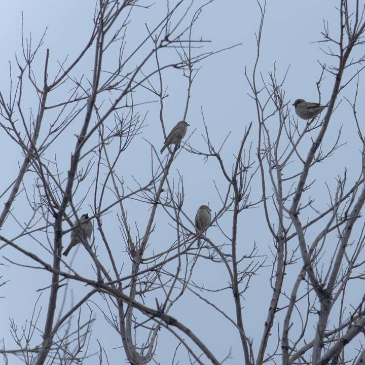 καφέ πουλιά σε γυμνό δέντρο κατά τη διάρκεια της ημέρας online παζλ