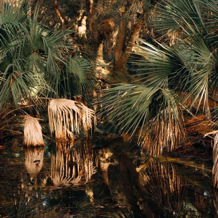 Зеленая пальма на берегу реки раздвижная головоломка онлайн