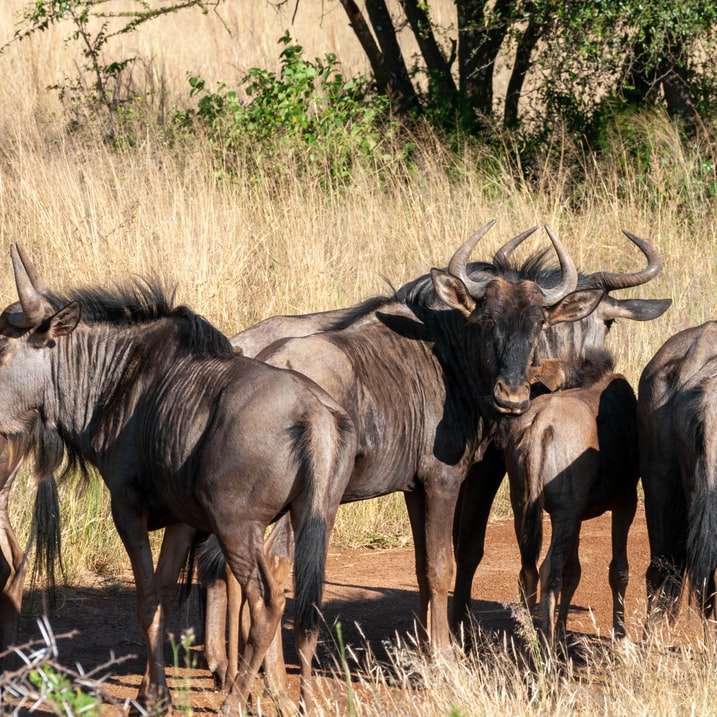 svartvattenbuffel på brunt fält under dagtid Pussel online