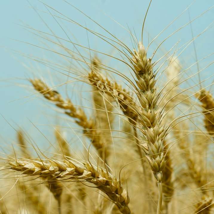 Brązowe pole pszenicy w ciągu dnia puzzle przesuwne online