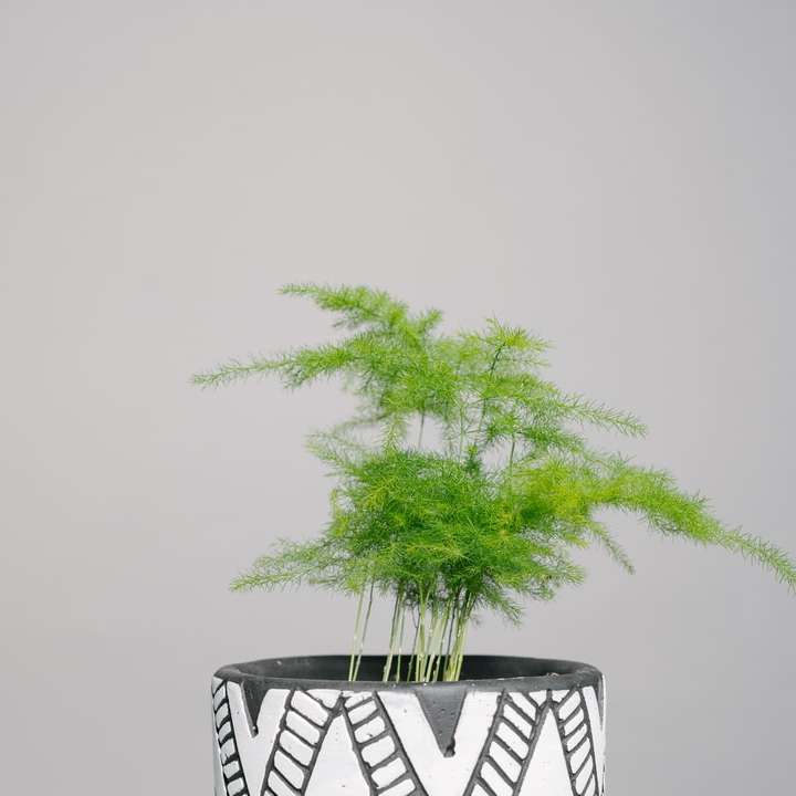 Plante verte sur le pot en céramique noir et blanc puzzle coulissant en ligne