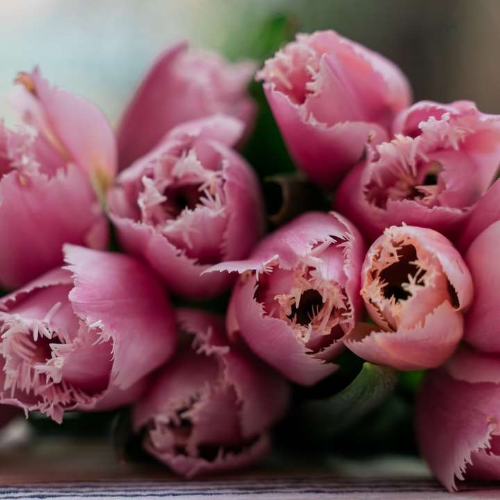 ροζ τριαντάφυλλα σε κοντινή φωτογραφία συρόμενο παζλ online