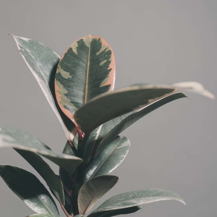 зелене листя в нахил зсуву лінзи розсувний пазл онлайн