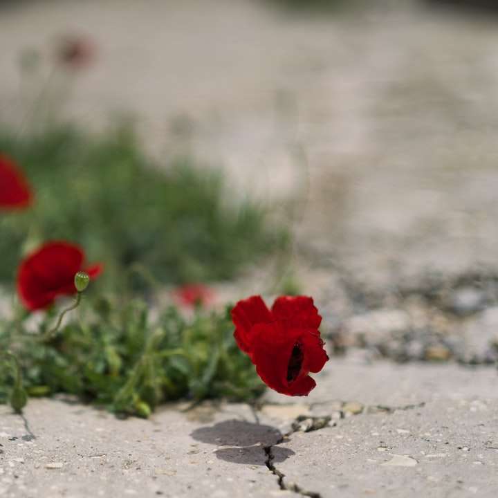 floare roșie pe podeaua de beton gri puzzle online
