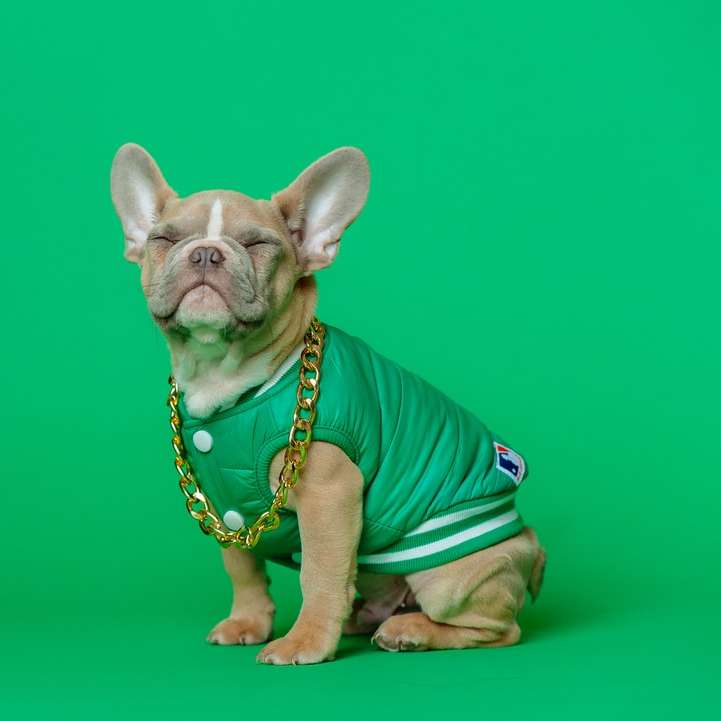 Petit chien enduit brun court portant une chemise verte puzzle coulissant en ligne