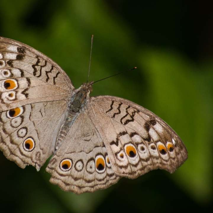 Hnědý a bílý motýl posazený na zelený list posuvné puzzle online