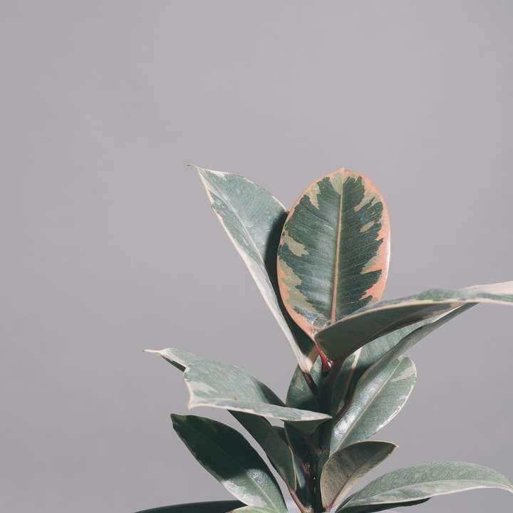 gröna blad med vattendroppar Pussel online