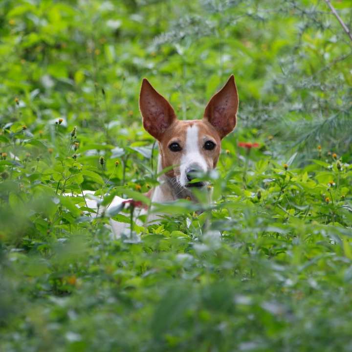 câine maro și alb îmbrăcat scurt pe câmp de iarbă verde alunecare puzzle online