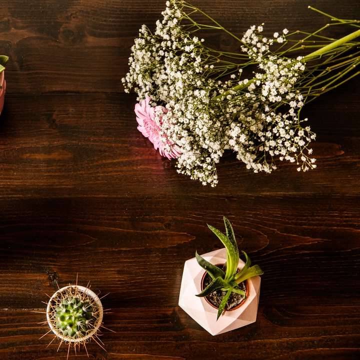 Planta suculenta verde sobre mesa de madera marrón puzzle deslizante online