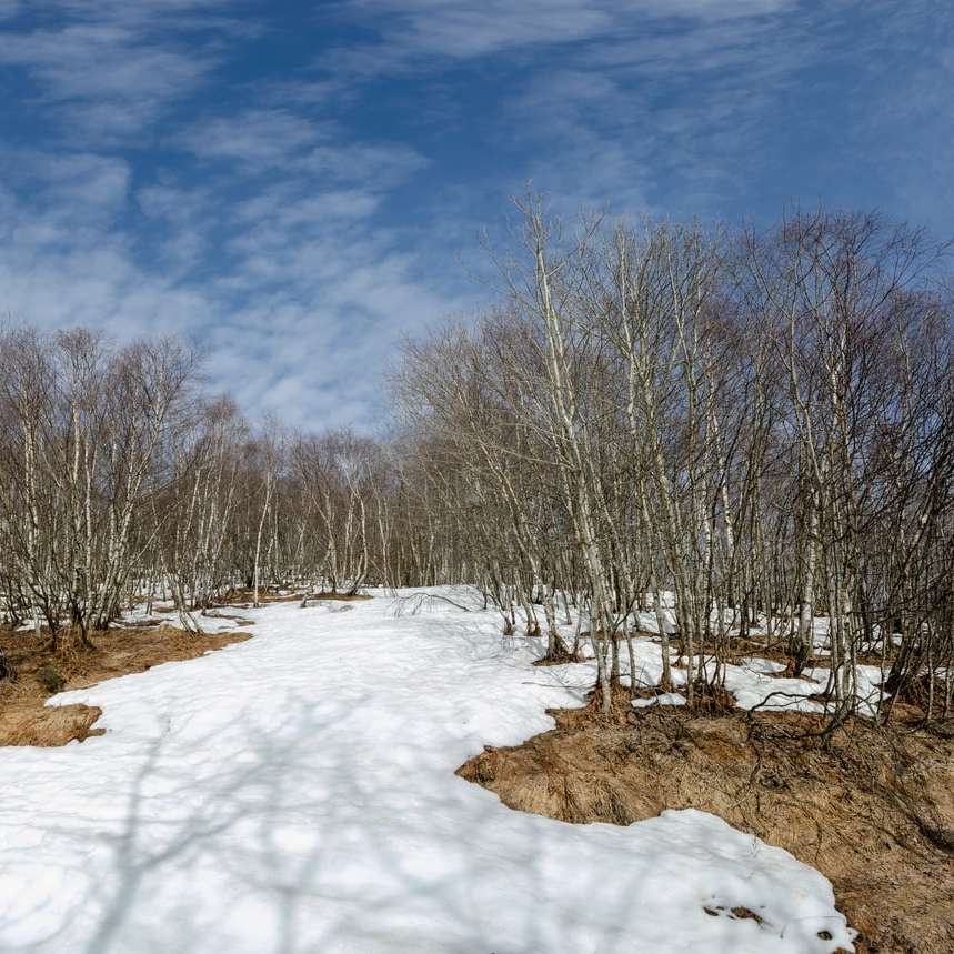 copaci goi pe pământ acoperit de zăpadă sub cerul albastru puzzle online