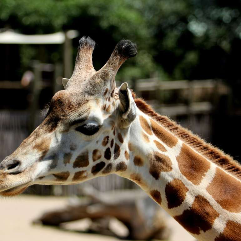 bruine en witte giraf in kooi online puzzel