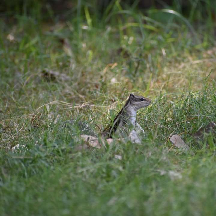коричневая и серая ящерица на зеленой траве в дневное время онлайн-пазл
