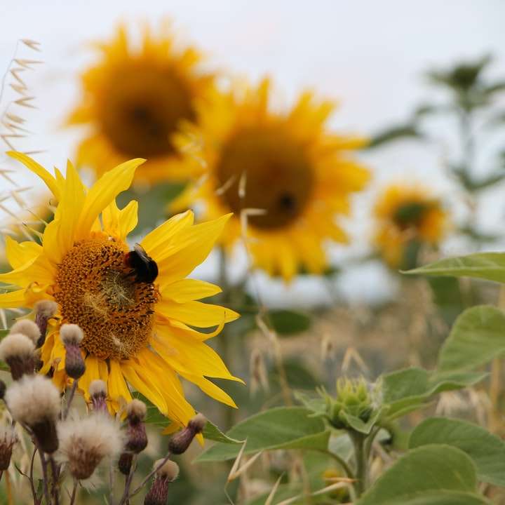 gelbe Sonnenblume in voller Blüte während des Tages Schiebepuzzle online