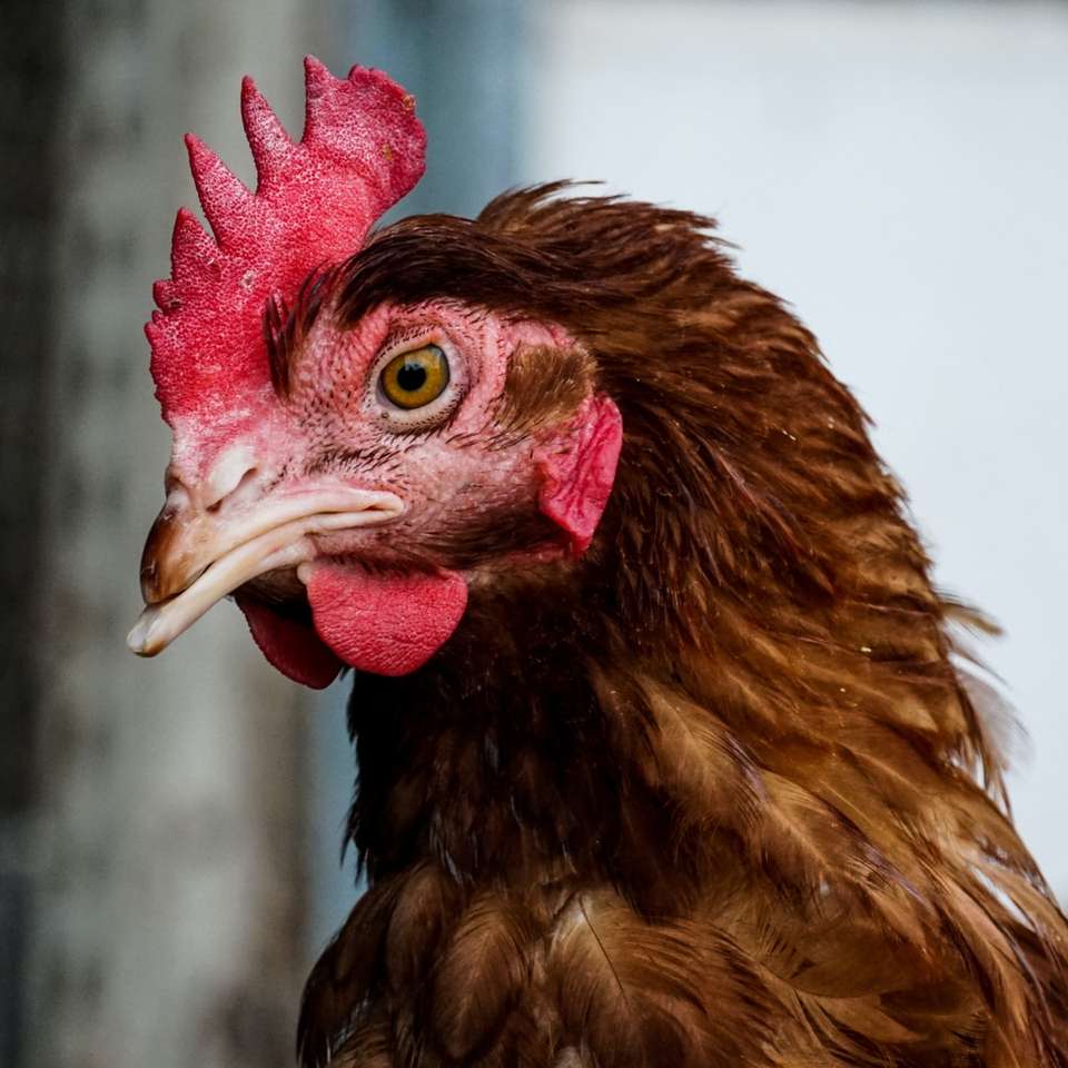 brunt och rött kycklinghuvud glidande pussel online