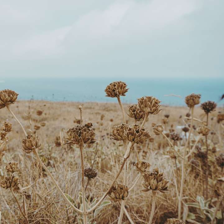 Campo de hierba marrón bajo un cielo blanco durante el día rompecabezas en línea