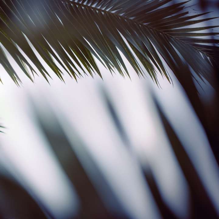 grön palmträd under dagtid glidande pussel online