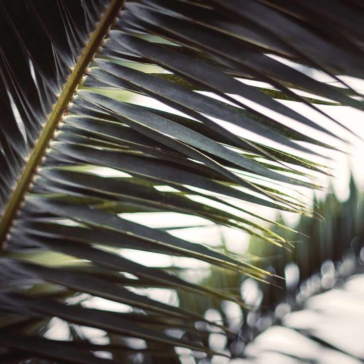 groene palmplant overdag online puzzel