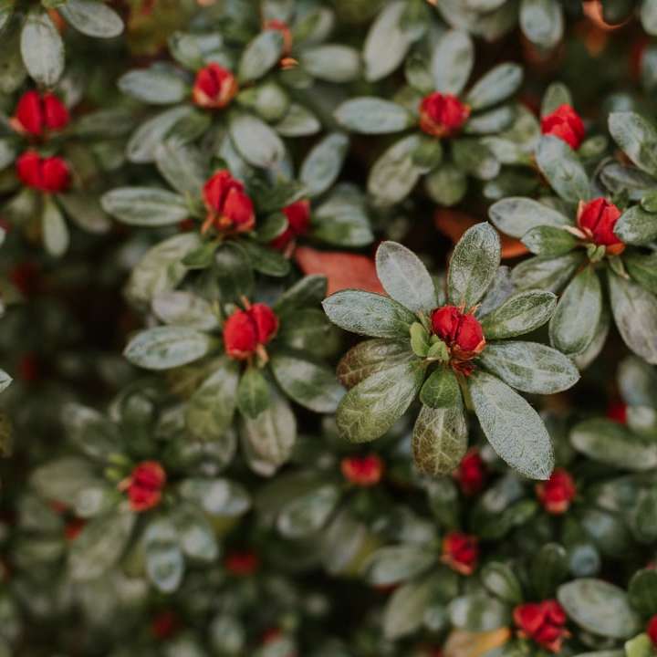 rödblommiga blommor i närbildfoto glidande pussel online