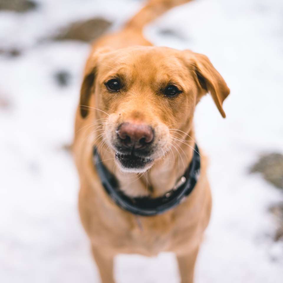 cachorro de pêlo curto marrom em solo coberto de neve durante o dia puzzle online
