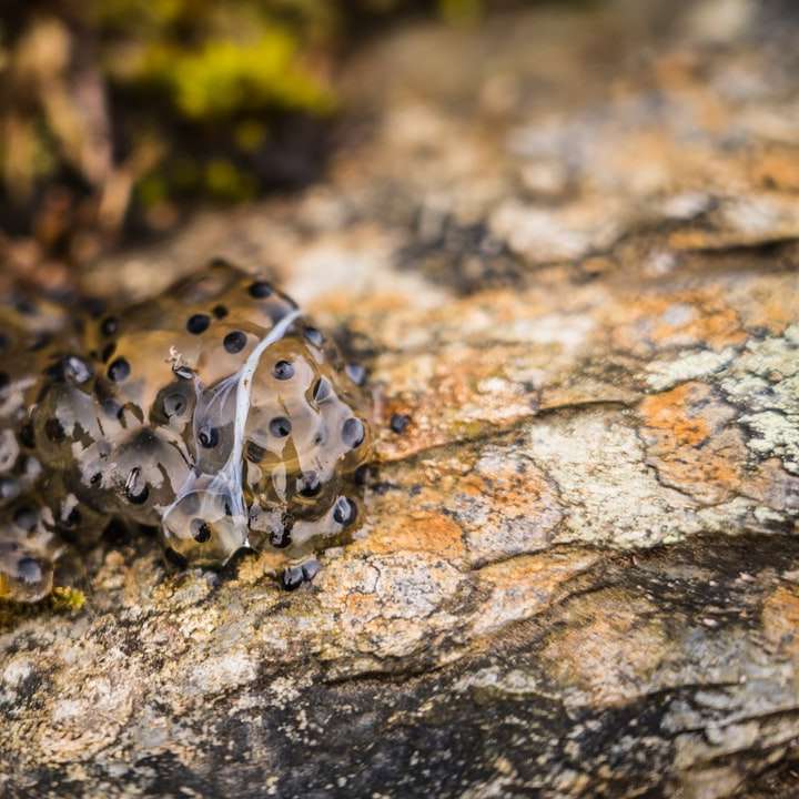 Černá a bílá žába na větvi hnědého stromu online puzzle