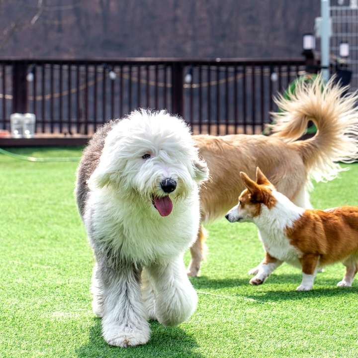 緑の芝生のフィールドで実行されている白いロングコート犬 スライディングパズル・オンライン